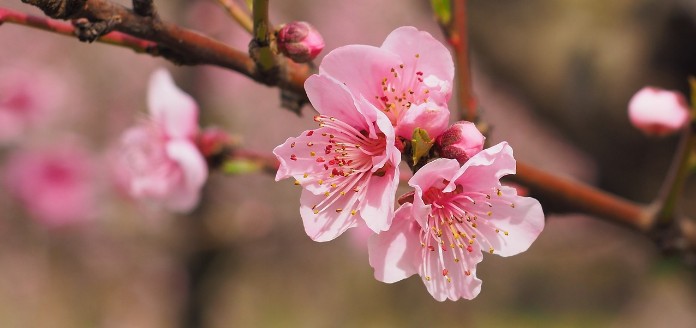 cerezo en Flor Flor Cerezo